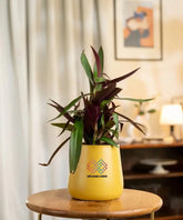 Yellow pot